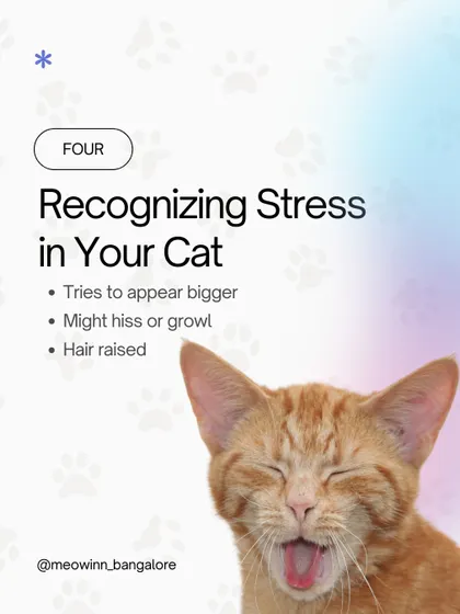 Hissing, growling, and raised hair are signs of stress. I create a calm environment to minimize these reactions and help cats feel secure.