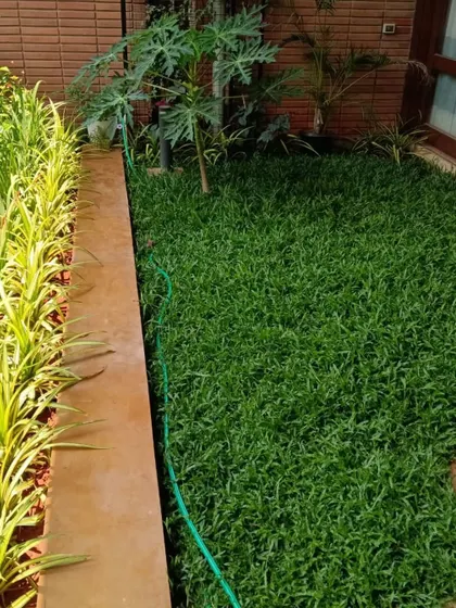 A close look at a healthy, dense lawn next to a border of variegated spider lilies. Proper watering and soil care are key to achieving this kind of lushness, even in smaller garden patches.