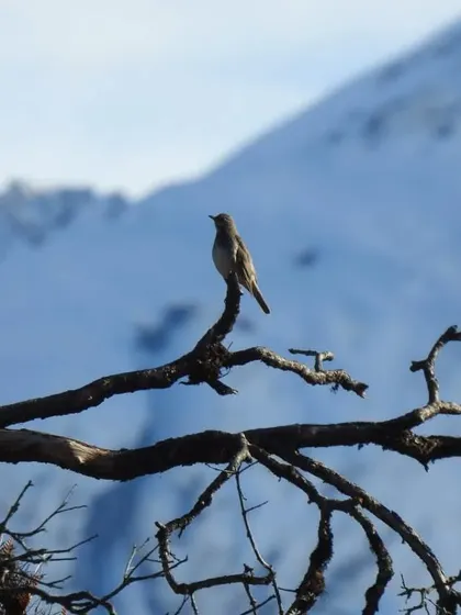 A bird perches on a bare branch against a backdrop of snowy mountains, capturing the stark beauty of the Himalayas in winter. Our tours embrace the unique atmosphere of every season.