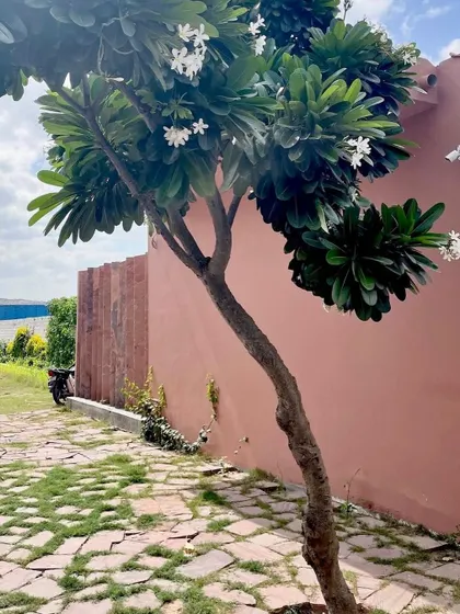 A beautiful Plumeria tree stands against a terracotta-colored wall, its white flowers adding a touch of softness. We carefully select native and adaptive plants that thrive in the local climate, ensuring the long-term health of the garden.