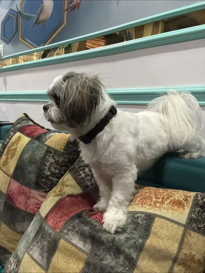 Koko exploring the furniture in his new home. He's full of curiosity after his big trip.