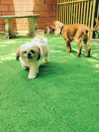 This little Shih Tzu is happily trotting across the lawn. Our space is safe and enjoyable for both small and large dog breeds.