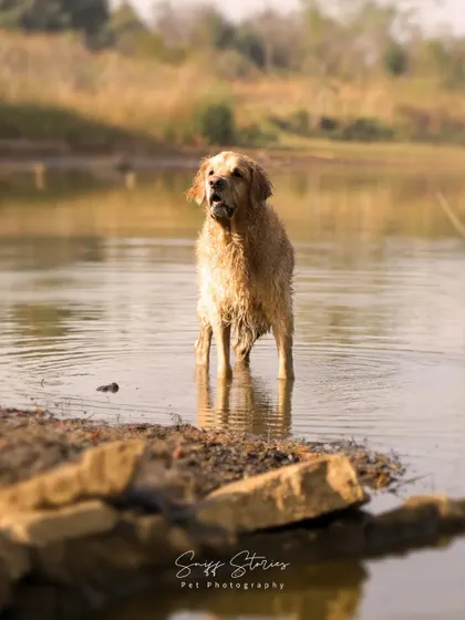 Simba the Golden Retriever stands in a lake, looking towards the shore. This was a magical moment where he overcame his hesitation and discovered the joy of water for the first time.