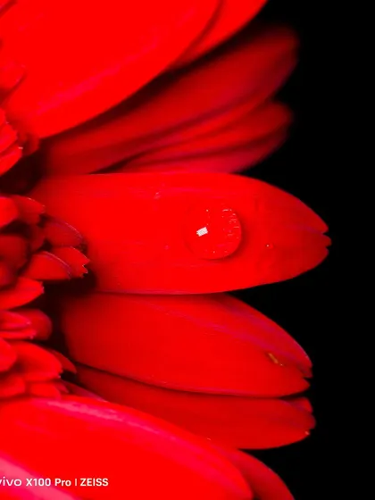 The vibrant red of this flower, captured for Vivo, showcases the camera's ability to handle rich, saturated colors without losing detail. It's a powerful image for demonstrating photographic quality.