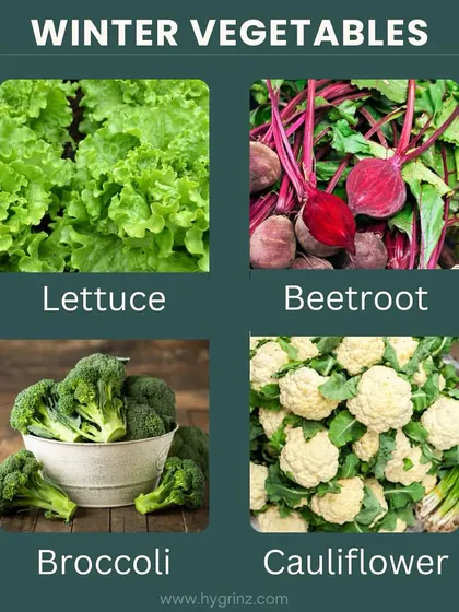 More winter vegetable options for your garden. Lettuce, beetroot, broccoli, and cauliflower can all be successfully grown during the cooler months.