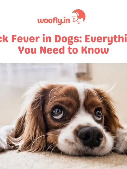 A sad look can sometimes be more than just a mood; it can be a sign of illness like tick fever. I help pet parents understand and watch for signs of this serious condition.