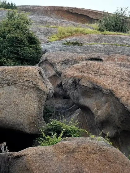 An even wider environmental shot, challenging you to spot the leopard in its rocky domain. This is what tracking in Jawai is all about.