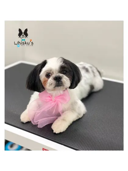 Pari, the daughter, looking just as lovely as her mom with her pink bow and tidy haircut.