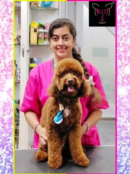 This Miniature Poodle is looking cuddly and cute after a full grooming session. The teddy bear cut is a popular style that is both adorable and easy to maintain.