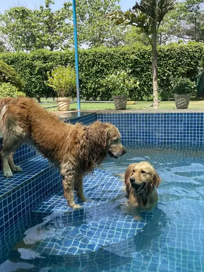 A beautiful shot of two Goldens enjoying their time at the pool. Our venue provides many great photo opportunities to capture these joyful moments.