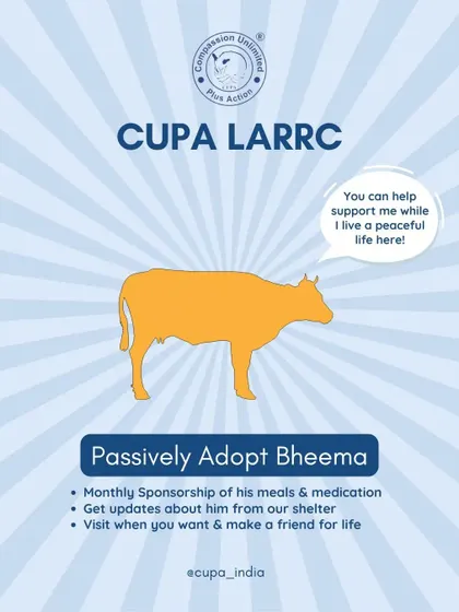 You can passively adopt Bheema! Your monthly sponsorship helps cover his meals and medication, and you'll get regular updates from the shelter. You can even visit and make a friend for life.