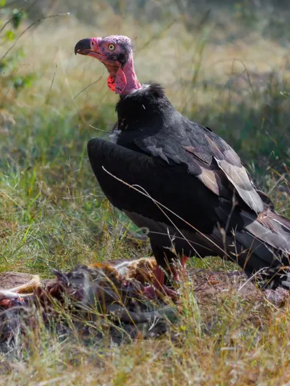 A Red-headed Vulture, also known as the King Vulture, stands over its meal. This critically endangered species plays a vital role as a scavenger, and this image highlights the urgent need for vulture conservation efforts across India.