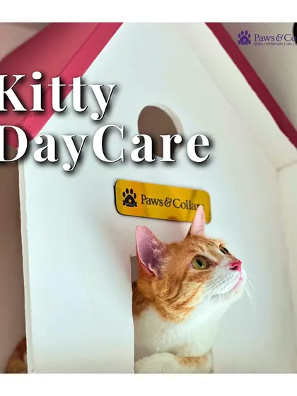 Our kitty daycare services provide a safe and engaging environment for your cat while you're away, complete with playtime and lots of attention.