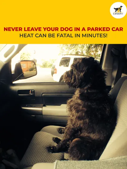 A critical safety reminder for all pet parents. Never leave your dog in a parked car, as the internal temperature can become fatal in just a few minutes.