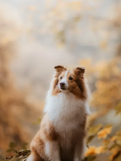 Another beautiful portrait from my autumn sessions. The soft, diffused light and warm tones create a painterly effect, making this dog look absolutely majestic.
