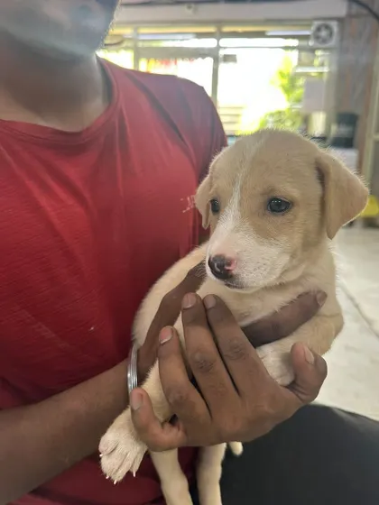 This gentle puppy is being held securely, showing how comfortable he is with human contact. He is ready to start his new life with a loving family.