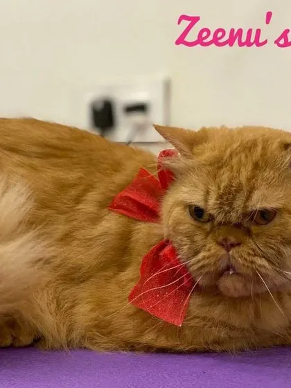 Rocco the ginger Persian might look a little grumpy, but he was a perfect gentleman for his grooming. A bright red bow brings out the warm tones in his fur and adds a festive touch to his handsome, freshly groomed appearance.