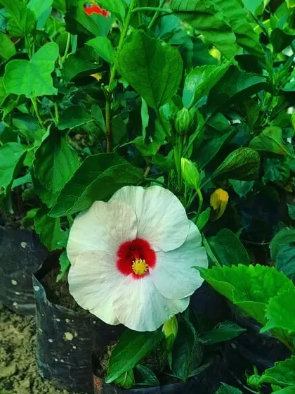 This is a stunning white Hibiscus with a deep red center. It is a hardy flowering shrub that produces big, beautiful flowers all through the warm months.