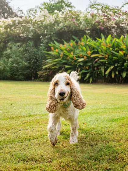 Chase the Cocker Spaniel, looking happy and relaxed after a run in the garden. The simple joy of being outdoors is beautifully captured here.