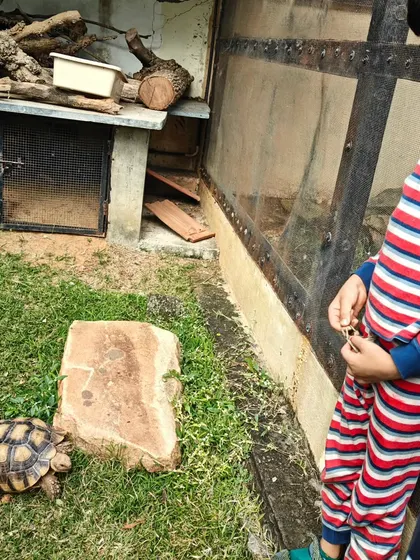 A child shares a moment of gentle curiosity with a tortoise at the sanctuary, a simple interaction that builds a connection with the animal world.