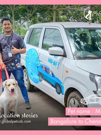Here is our handler with Milo, a happy Labrador, just before starting their road trip from Bangalore to Chennai in our specialized pet cab. Our vehicles are air-conditioned and private, offering a direct and stress-free door-to-door service.