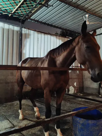 One of our beautiful horses relaxing in its clean and airy stall. The well-being of our horses is our top priority.