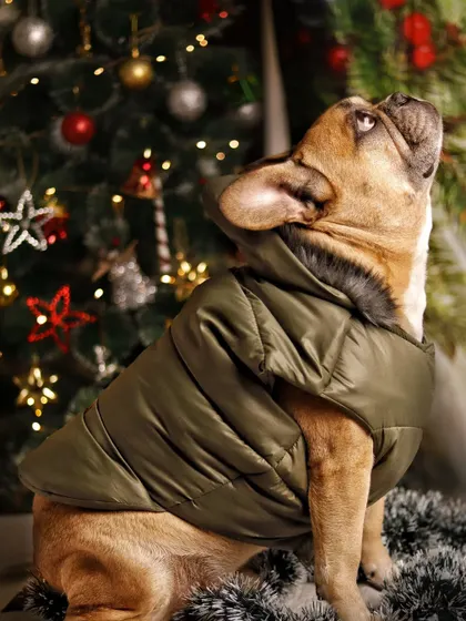 My big boy Pogba hates wearing clothes, so a lot of bribes were involved in getting this shot. Here he is, looking majestic in an olive green jacket, gazing up at the Christmas lights.