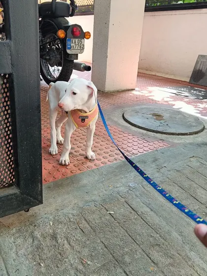 Introducing the leash to a Rajapalayam puppy for the first time. Early, positive exposure to new things like this is a core part of my puppy foundations program to build a confident adult dog.