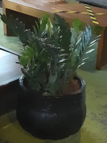 A ZZ plant in a dark, textured pot, demonstrating a more rustic and understated option for indoor plant styling.