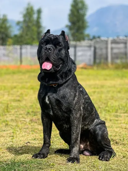 Bagheera, a powerful and beautiful Cane Corso, enjoying his time at OffLeash India. We have the expertise to handle large and strong breeds with confidence and care.