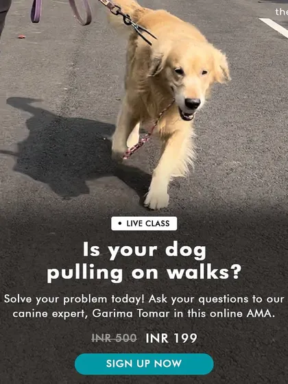 Leash pulling is one of the most common struggles for dog parents. My online classes break down why dogs pull and provide simple, effective exercises to teach your dog to walk calmly on a loose leash, making your walks enjoyable again.