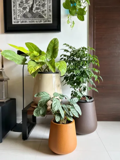 A duplicate of 136, showing the beautiful contrast between the plants and the planters.