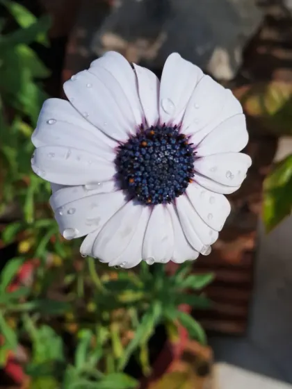 Another Dimorphotheca with water on its petals.