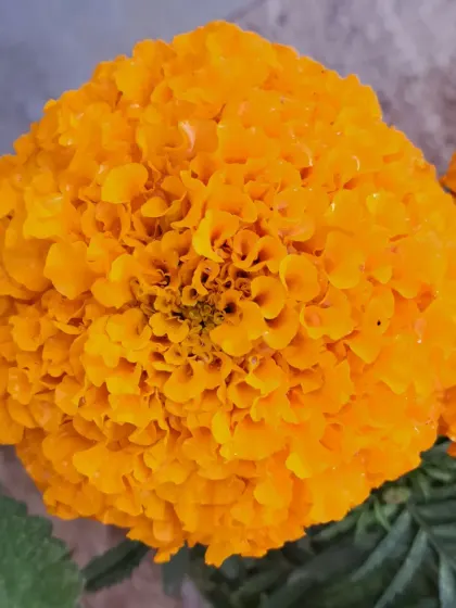 Bright orange marigolds are another excellent choice for a sunny terrace.
