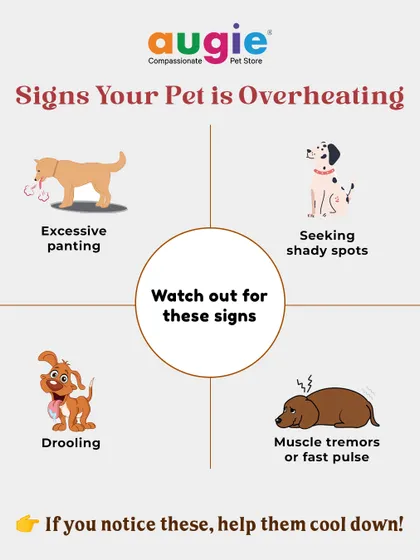 Watch for signs of overheating in the summer, like excessive panting, drooling, or seeking shade. If you notice these signs, it's important to help your pet cool down immediately.