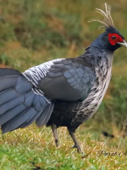 The male Kalij Pheasant, with its glossy plumage and striking red face, is a prize sighting in the Himalayan foothills. This photo was taken during an expedition where we tracked this game bird through its forest habitat, a perfect example of the immersive experiences I offer.