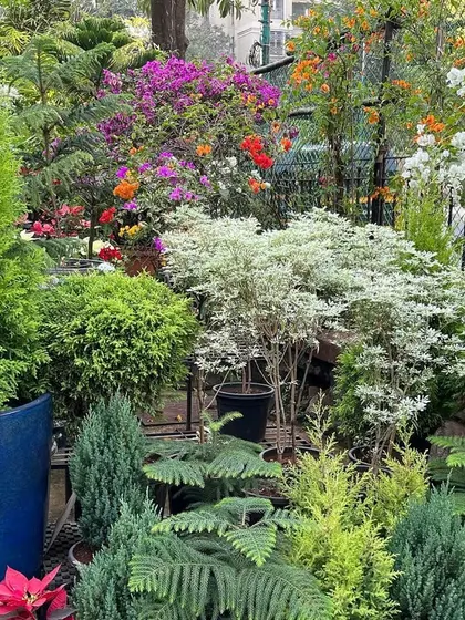 Here you can see how the white Snowflake Poinsettia complements other festive plants like the Golden Cypress and colorful Bougainvilleas. We can help you create stunning holiday arrangements.