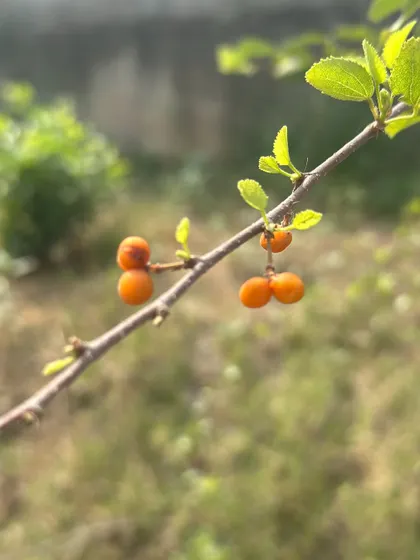 The orange-red fruits of the Gangeti (Grewia tenax), a hardy native shrub we plant to restore degraded land. These fruits are loved by people and wildlife alike.