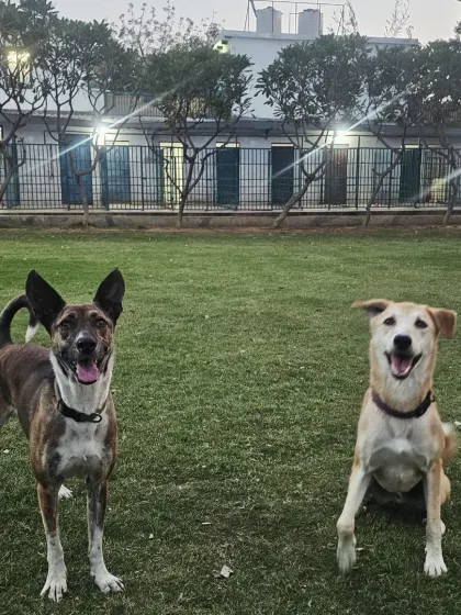 Two happy faces, ready for more fun. The well-maintained lawn and secure kennels in the background show our commitment to a safe and clean environment.