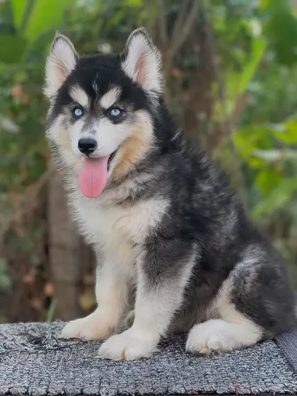A clear, high-quality photo of this future stud. His structure and expression are exactly what I want to pass on.
