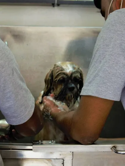 Two groomers work together to give Simba a thorough and relaxing bath in our stainless steel tub.