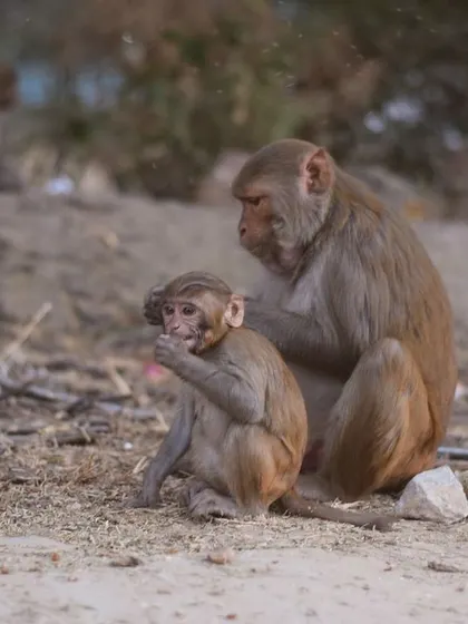 The mother grooms her young one, a tender and intimate moment captured on the streets.
