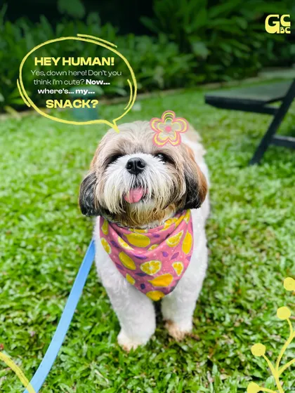 Hey human, down here. This cute little one knows exactly how to ask for a snack.