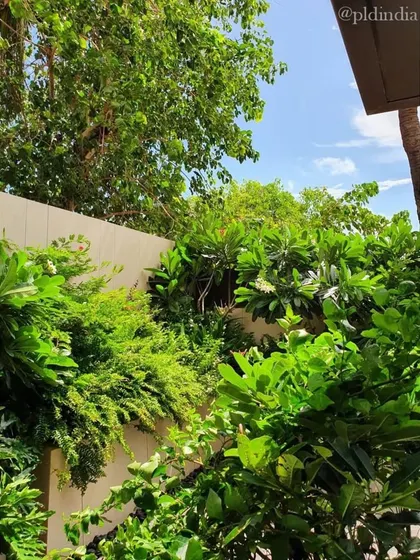 A view looking up from the garden towards the sky, showcasing the height and density of the foliage that creates a private and enclosed feeling.