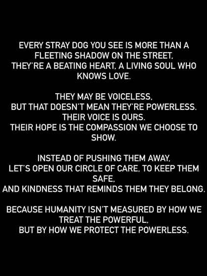 A message from my heart. Every stray dog has a story and a soul. It is our responsibility to be their voice and their hope.