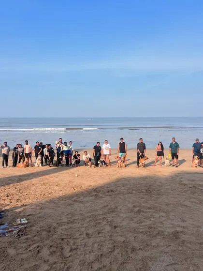 A perfect morning with the MBT pack at the beach. These meetups are as much for the humans as they are for the dogs, creating a strong, supportive community of responsible pet owners.