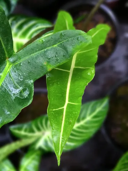 A close-up of an Alocasia leaf with water droplets. We pay close attention to the details that show a plant is happy and healthy.
