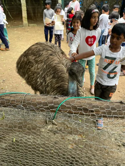 A close-up of a child feeding an emu. This direct contact with nature is an unforgettable lesson in biology and interspecies respect.