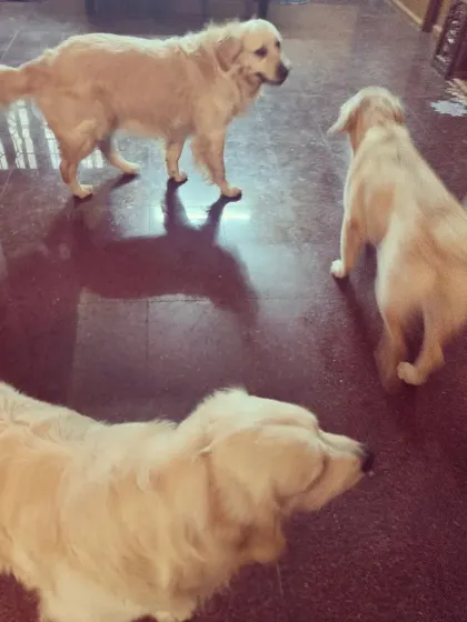 The retriever trio having a weekend meeting. Joey, Ozzy, and Kuttush are enjoying some indoor playtime and social time together.