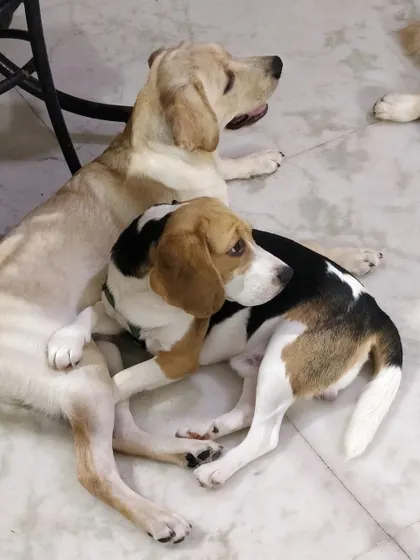A quiet moment between two friends. Kenzo the Beagle and Leo the Lab resting together after a fun-filled day. They played hard and now they're napping hard.